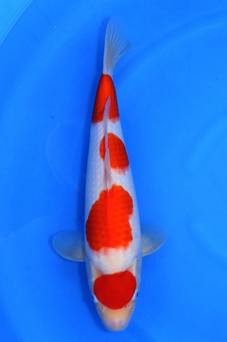 yondan kohaku 2604056