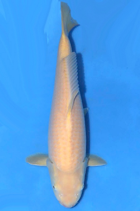 karashigoi 2604057