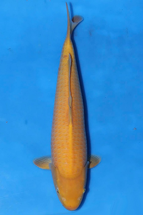 karashigoi 2604059