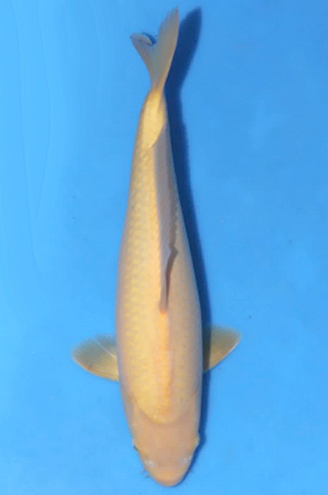 karashigoi 2604060