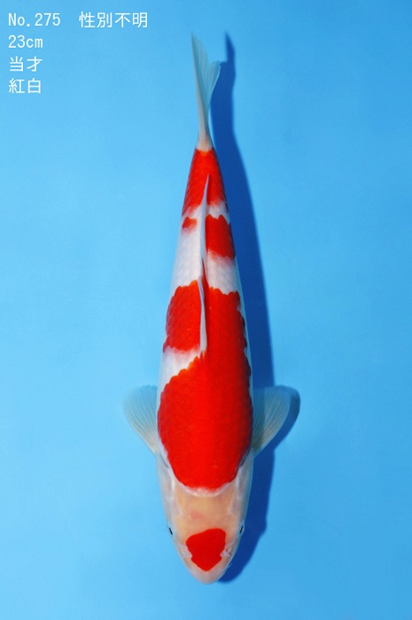 Maruten yondan kohaku KO-V23-01275