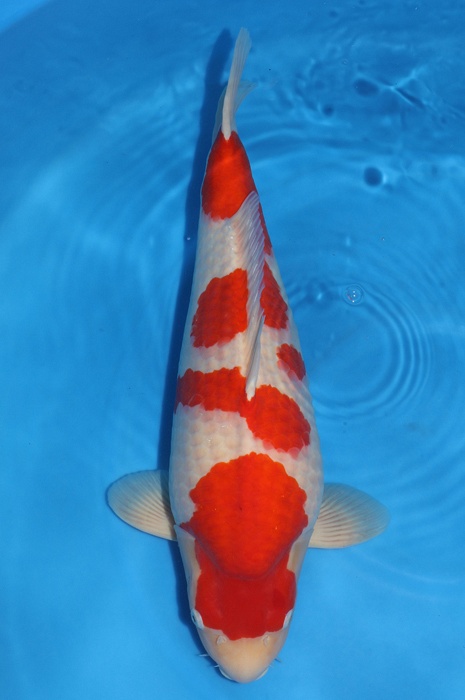 meerstaps kohaku 2311035