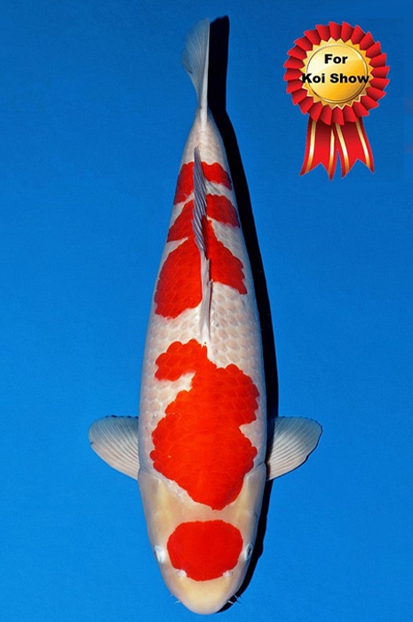 meerstaps kohaku KO-V22-11322