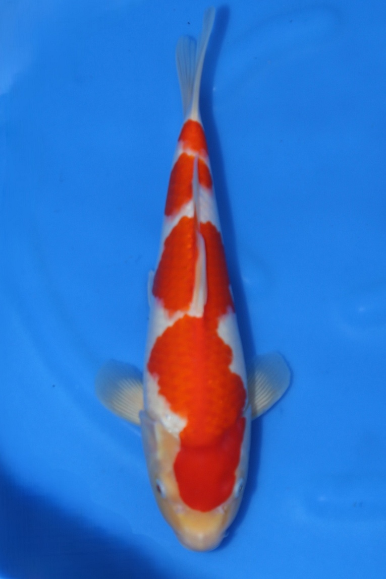 kohaku 2604054
