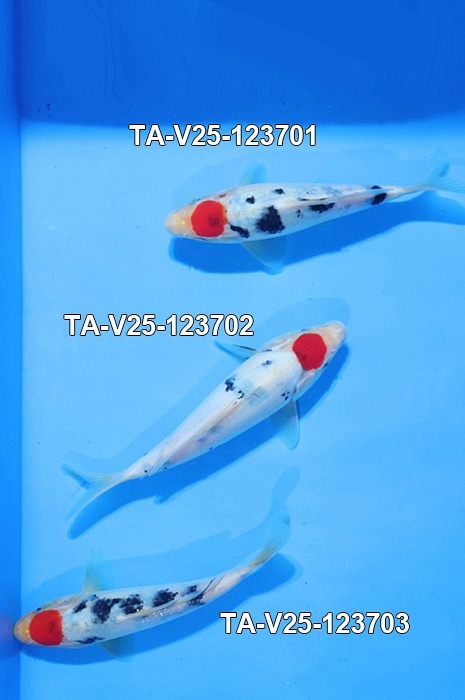 tancho sanke TA-V25-123701