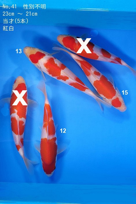 kohaku DU2301041
