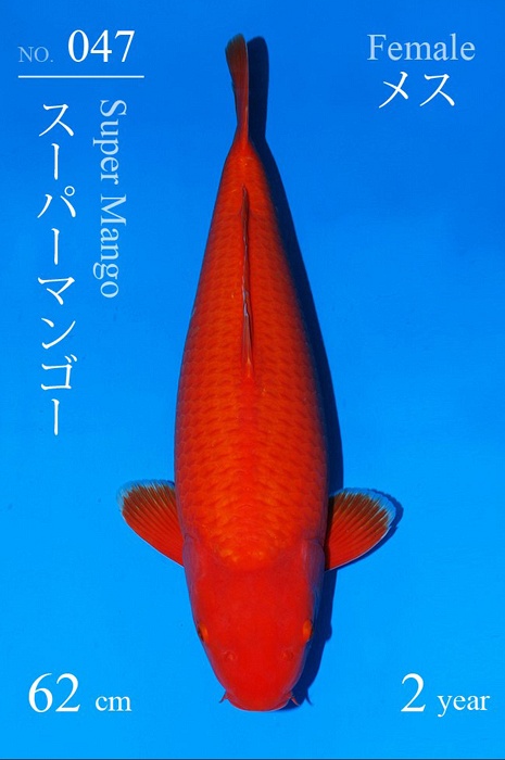 kawarimono KA-V21-1047