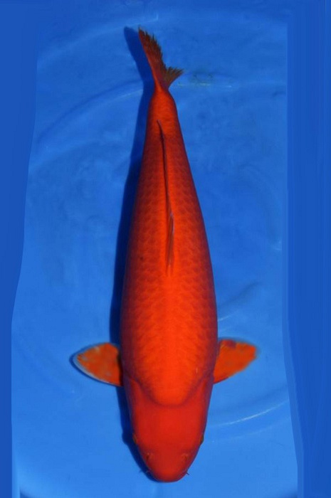 benigoi 1910085