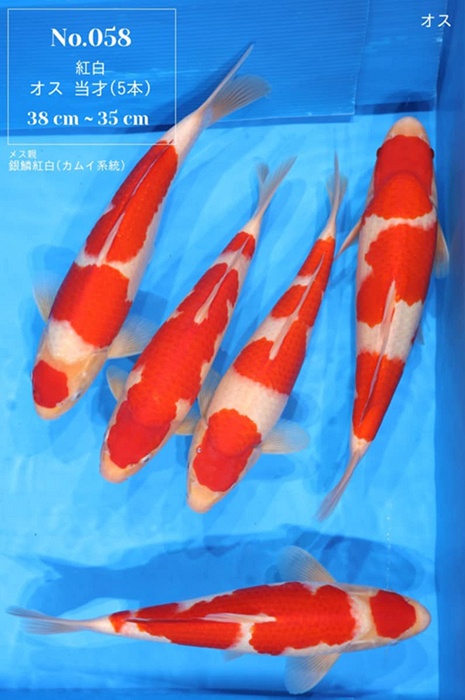kohaku box 58