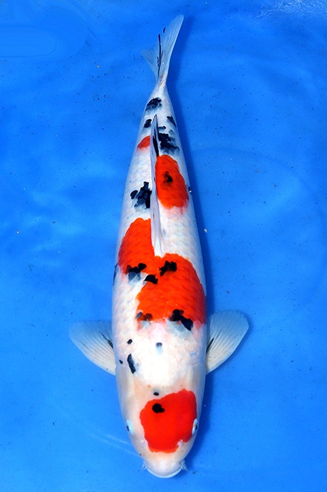 sandan sanke CH2508004