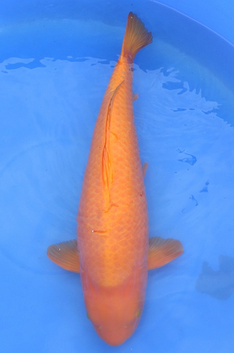 benigoi CH2510010