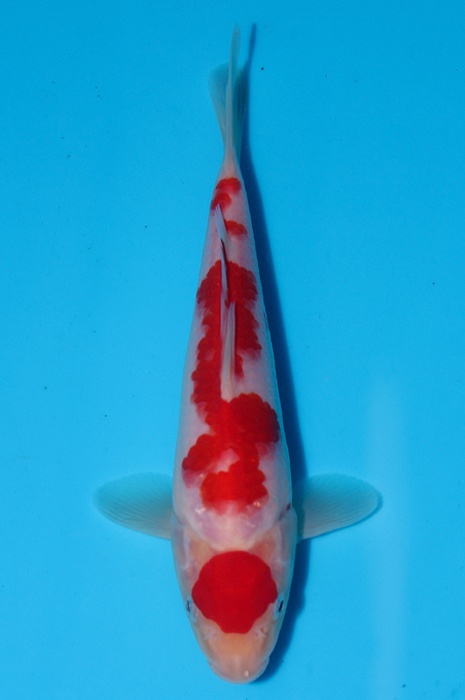 maruten kohaku DU20054