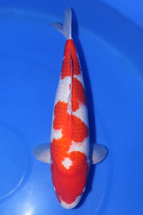 kohaku DU20060