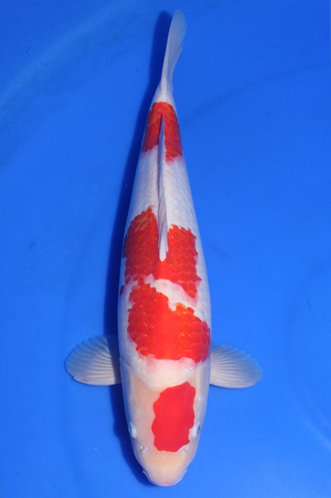 Maruten sandan kohaku DU20063