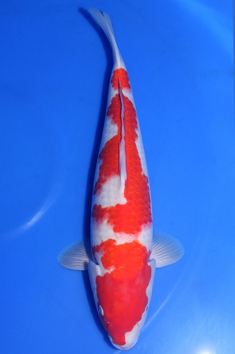 kohaku DU20066