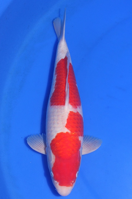 kohaku DU20075