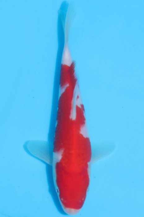 kohaku DU20078
