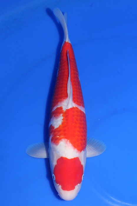 maruten kohaku DU20081