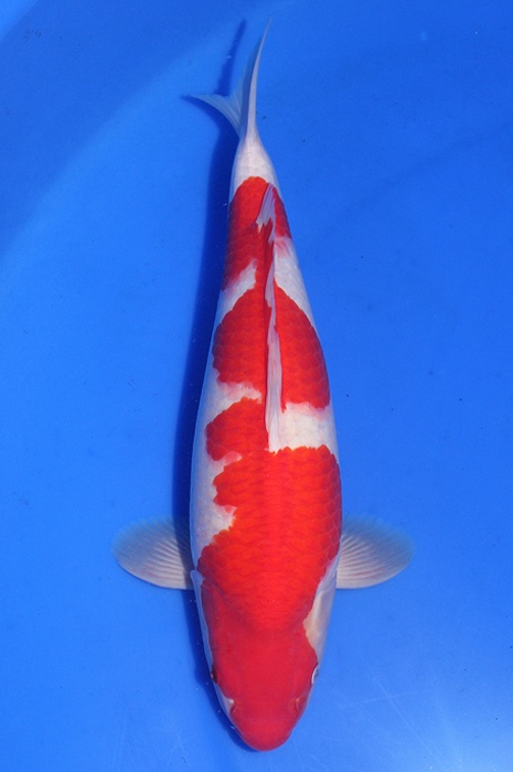 sandan kohaku DU20082