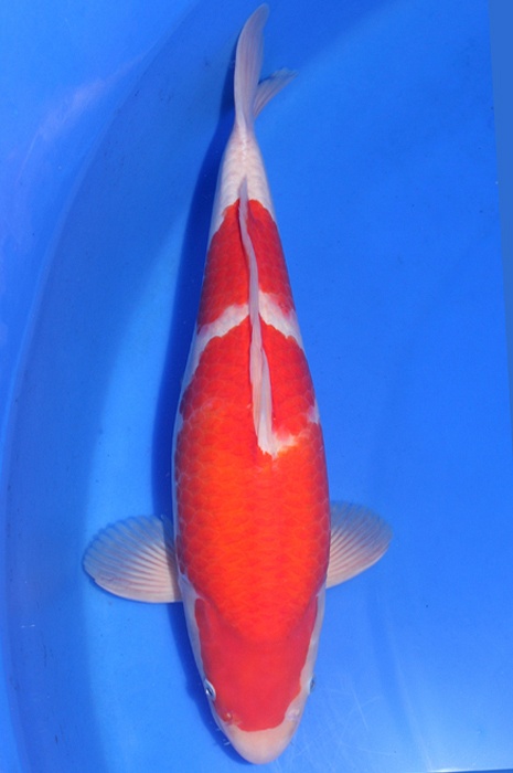 kohaku DU20088
