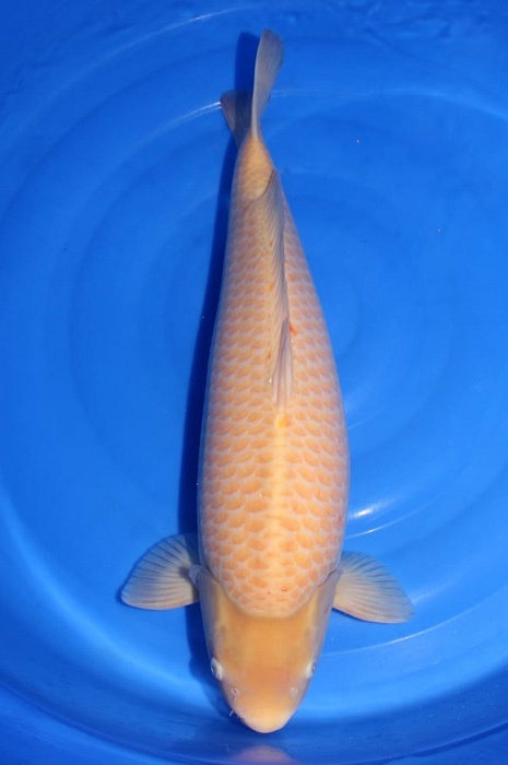 Mango Karashigoi DU2009002