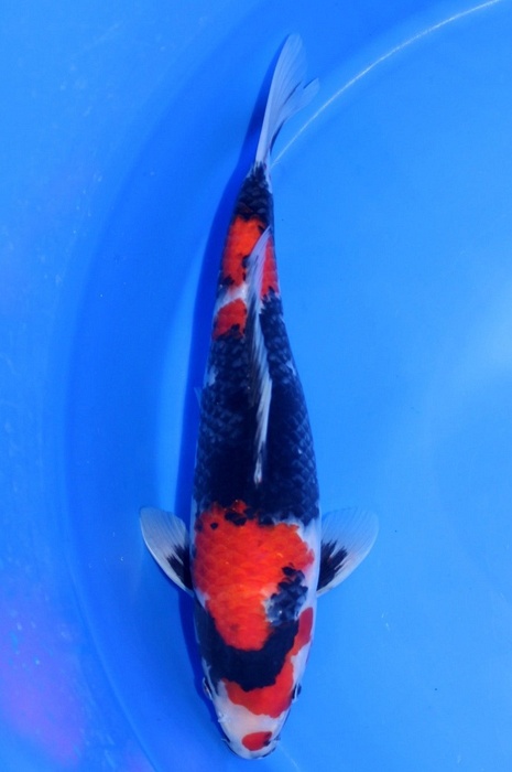 showa DU2009003