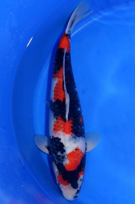 showa DU2009006