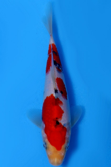 sanke DU20098