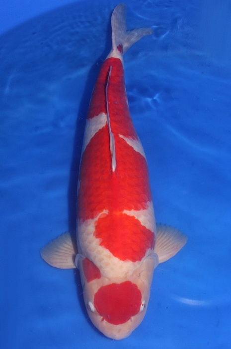 maruten kohaku DU2010001