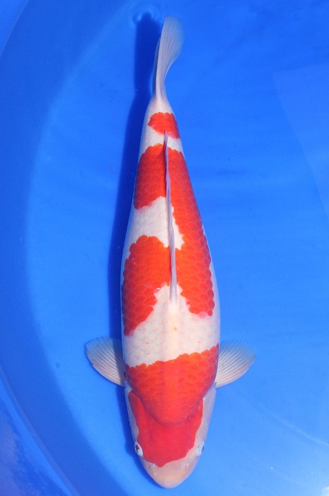 meerstaps kohaku DU/2010002