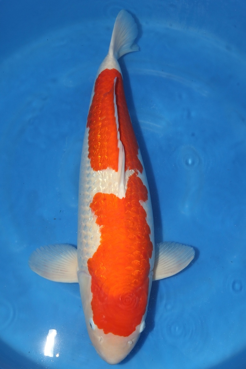 ginrin kohaku 2501003