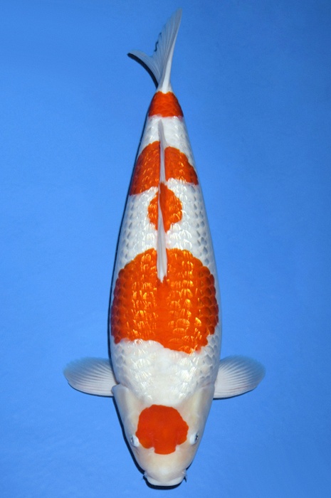 meerstaps ginrin kohaku GK-V19-12134