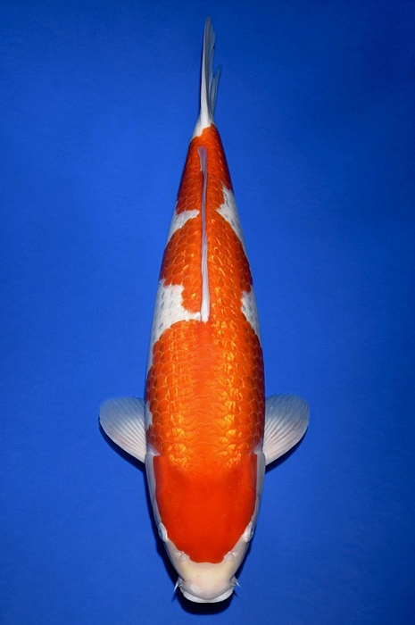 ginrin kohaku GK-V20-10191