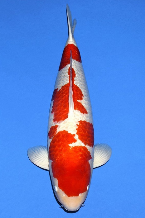 ginrin kohaku GK-V20-11156