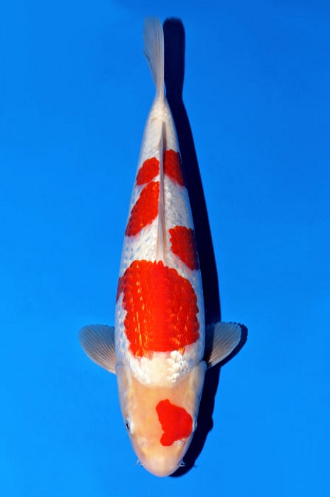 Meerstaps maruten ginrin kohaku GK-V22-0224
