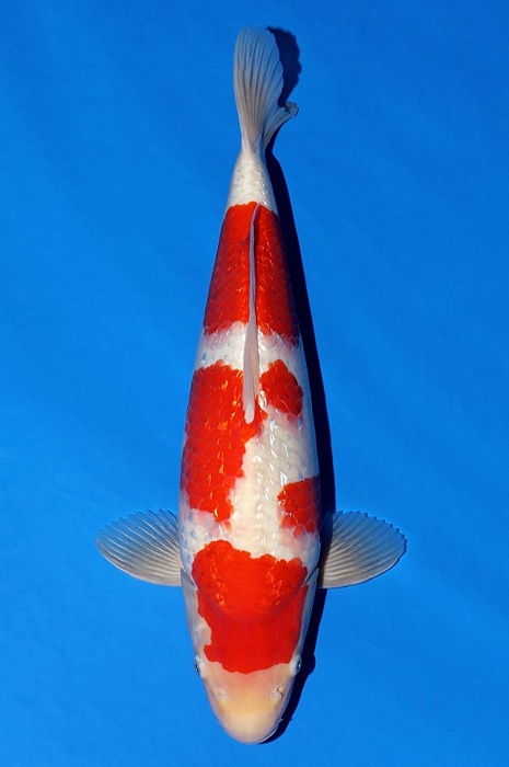 meerstaps ginrin kohaku GK-V22-0387