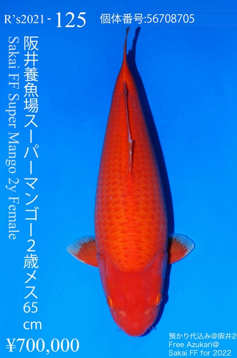 benigoi supermango KA-NA21-11125