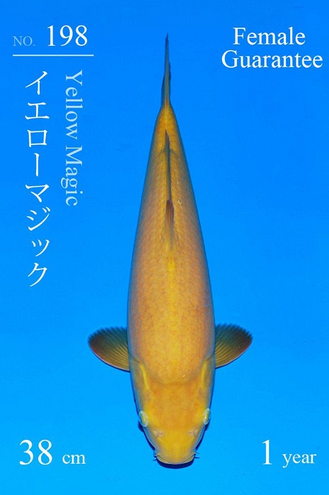 Karashigoi yellow magic KA-V22-04198