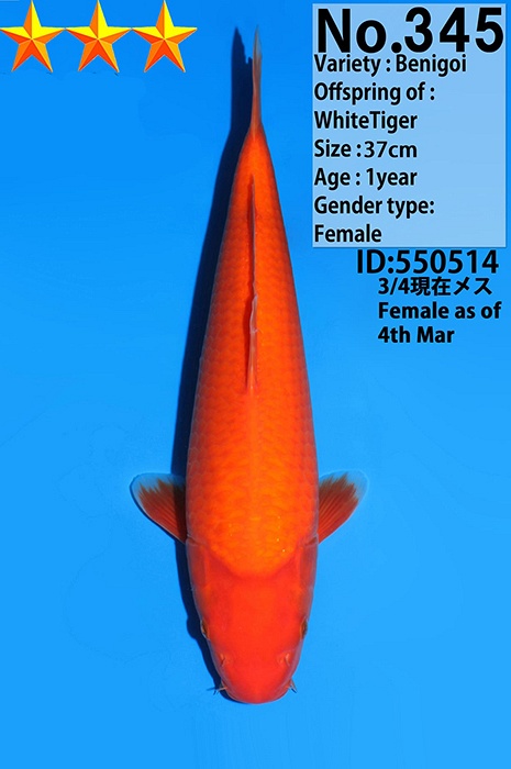 benigoi KA-V25-03345