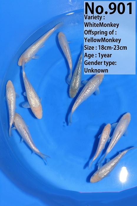 white monkey KA-V26-01901