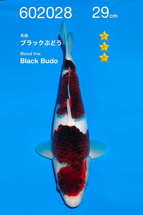 budo goromo KA-V26-02028
