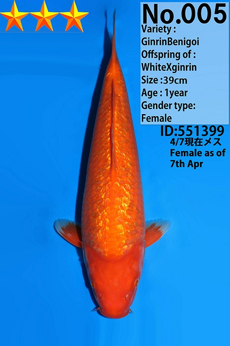 ginrin benigoi KA-V26-04005