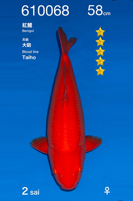 benigoi KA-V26-10068