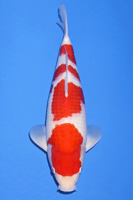 meerstaps kohaku KO-V20-549