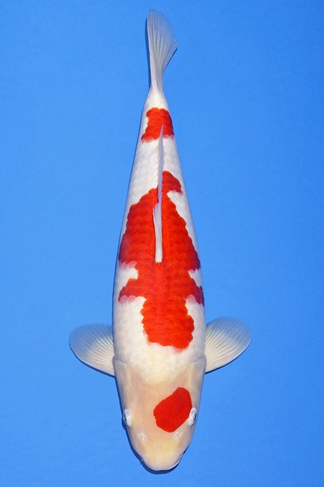 kohaku KO-V20-567