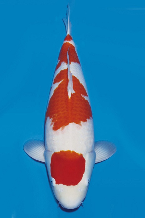 maruten kohaku KO-NA19-426