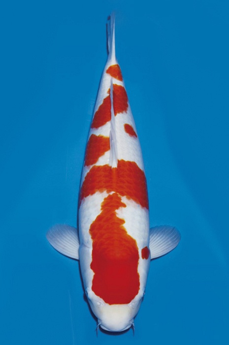 meerstaps kohaku KO-NA19-48