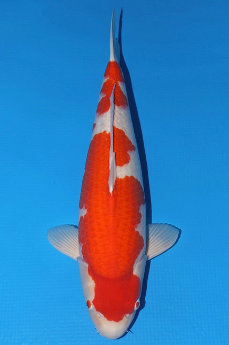 kohaku KO-NA20-41