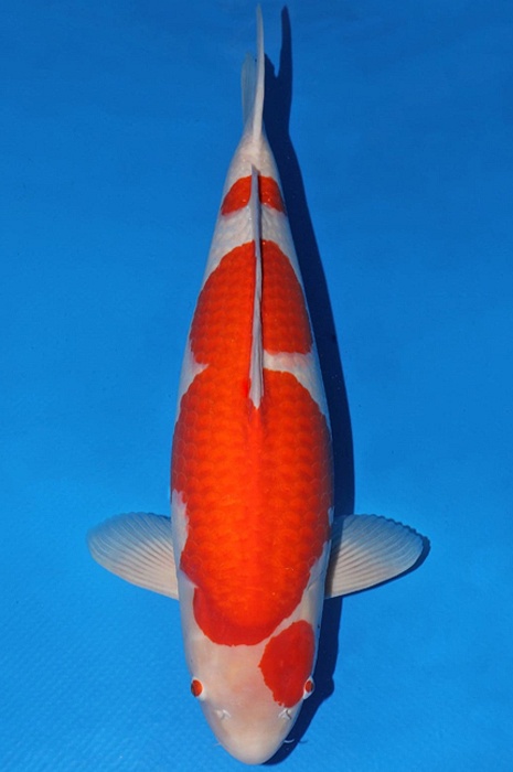 meerstaps kohaku KO-NA20-426