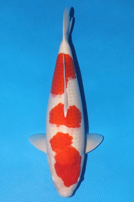 sandan kohaku KO-NA20-48